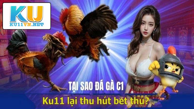 Đá gà trực tiếp C1 Ku11: Sân chơi của fan mê chiến kê đẳng cấp châu Á