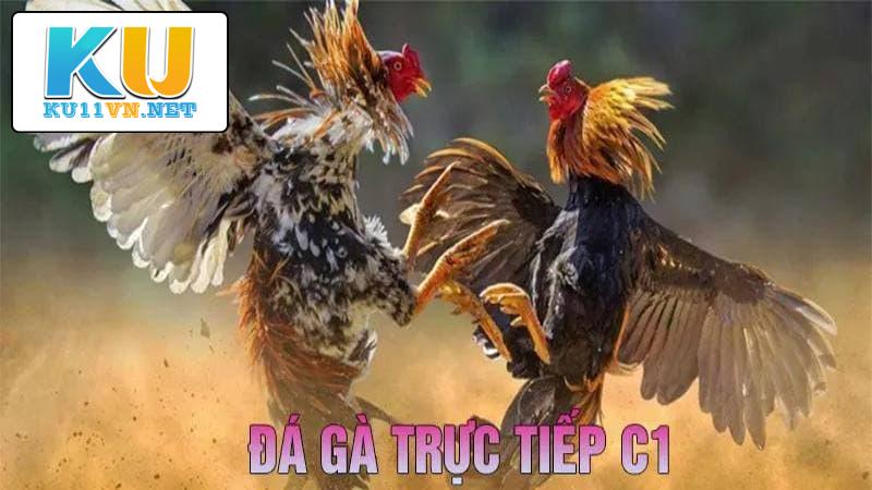 Đá gà trực tiếp C1 tại nhà cái Ku11 chất lượng 10/10