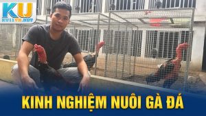 Kinh Nghiệm Nuôi Gà Đá: Bật Mí Từ Cao Thủ Sư Kê KU11