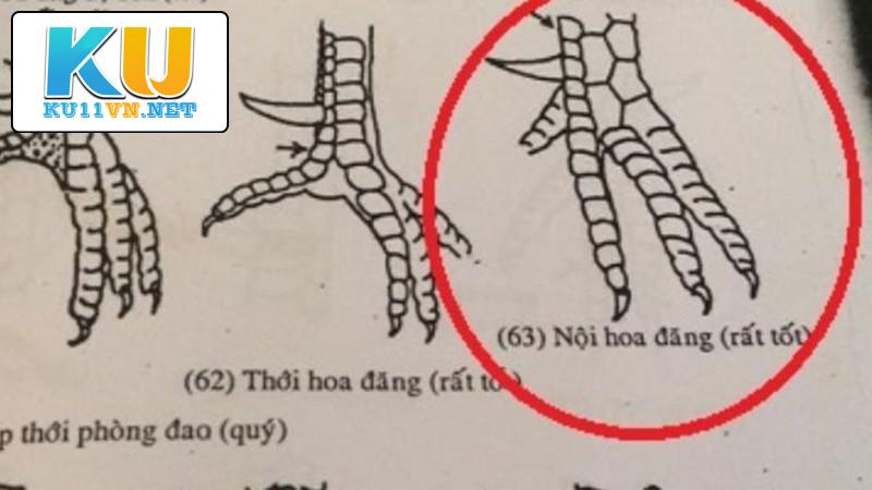 Vảy nội hoa đăng là loại vảy gà chọi thần kê được yêu thích nhất