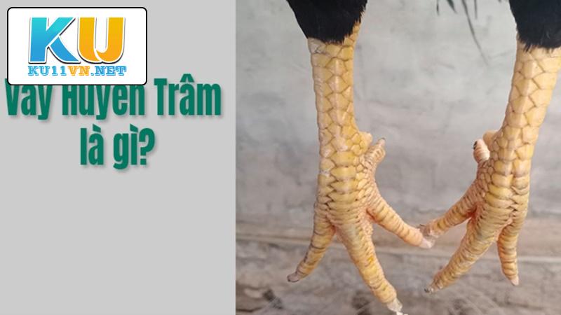 Giải thích vảy gà huyền trâm là gì?