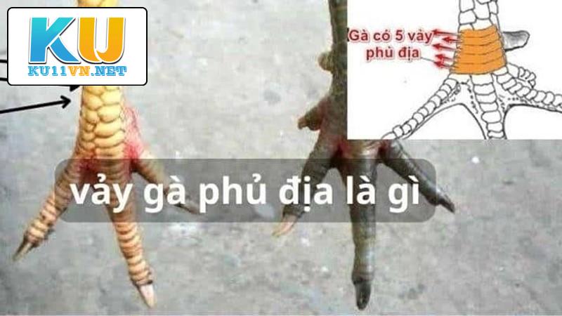 Kinh nghiệm chăm sóc gà có vảy phủ địa của các kê sư KU11