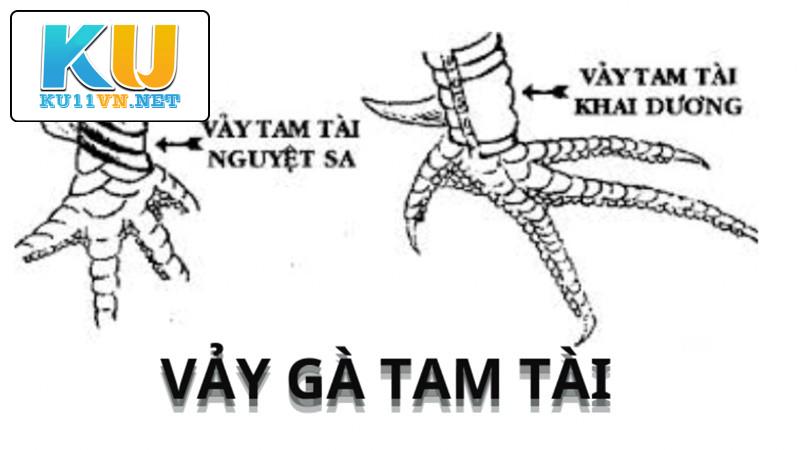 Chăm sóc vảy gà Tam Tài cẩn thận để tăng khả năng chiến đấu