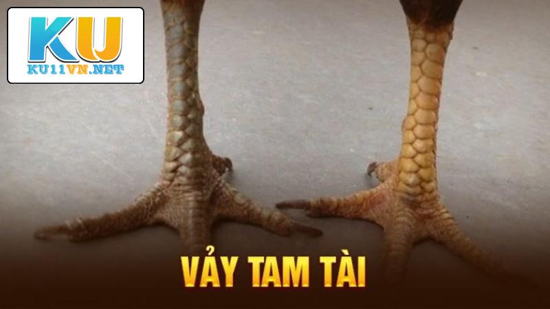 Các chú gà có vảy gà Tam Tài luôn giữ vững phong độ khi đấu